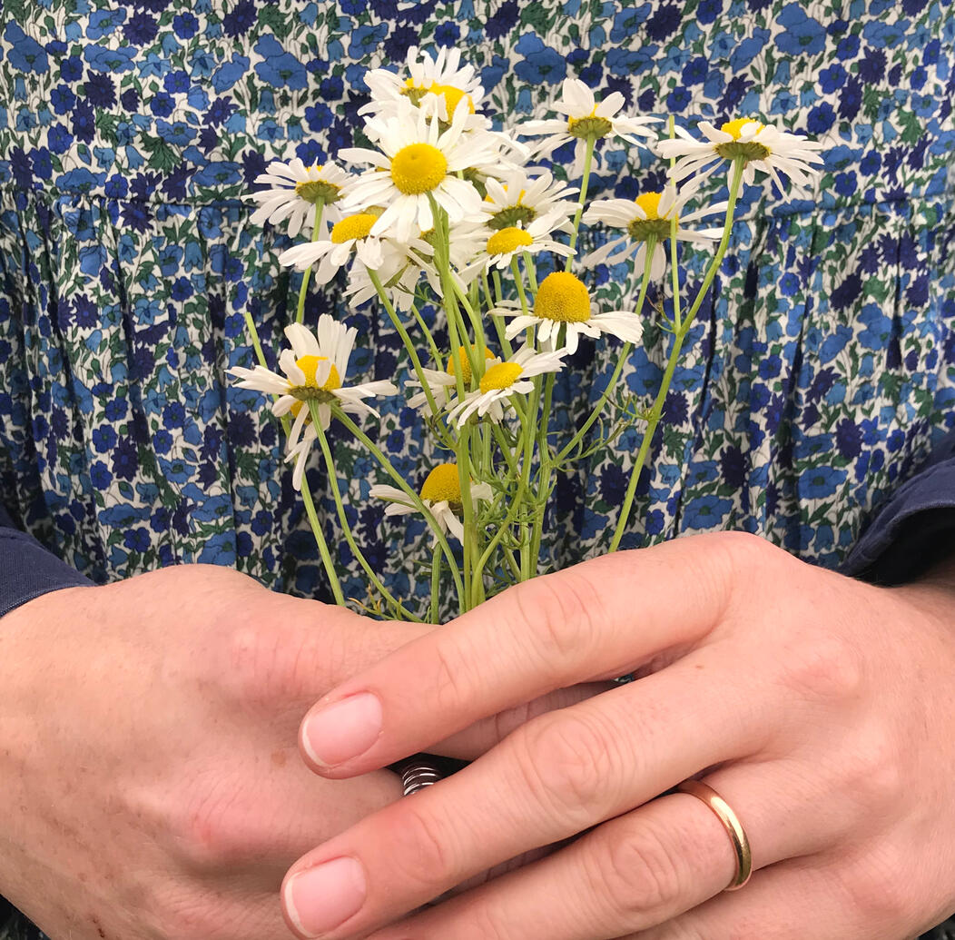 A woman's hands holding german chamomile A woman's hands holding german chamomile