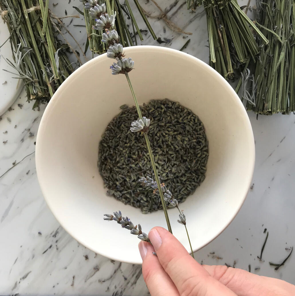 Shedding dried lavandula angustifolia Shedding dried lavandula angustifolia