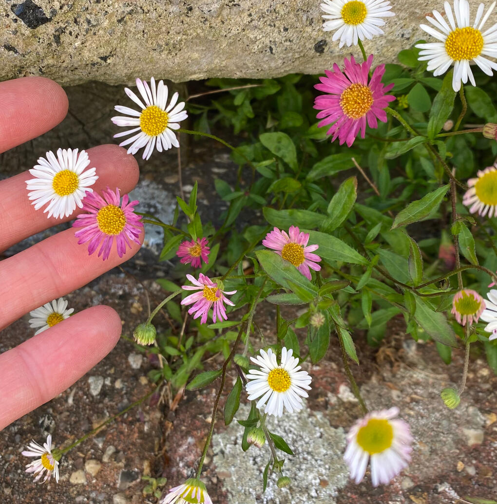 Pink and white daisies Pink and white daisies